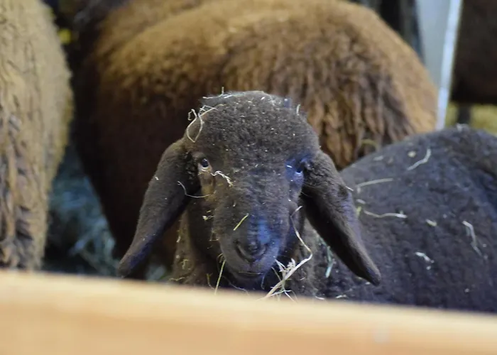 Forster's Naturresort Нойштифт-им-Штубайталь