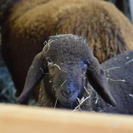 Forster's Naturresort Отель Нойштифт-им-Штубайталь